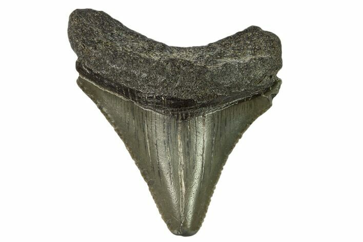 Juvenile Megalodon Tooth - Georgia #115728